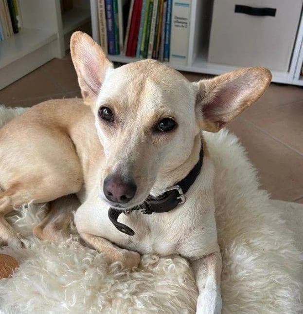 Sunshine, female Podenco for adoption at Aktion Tierisch Happy e.V.