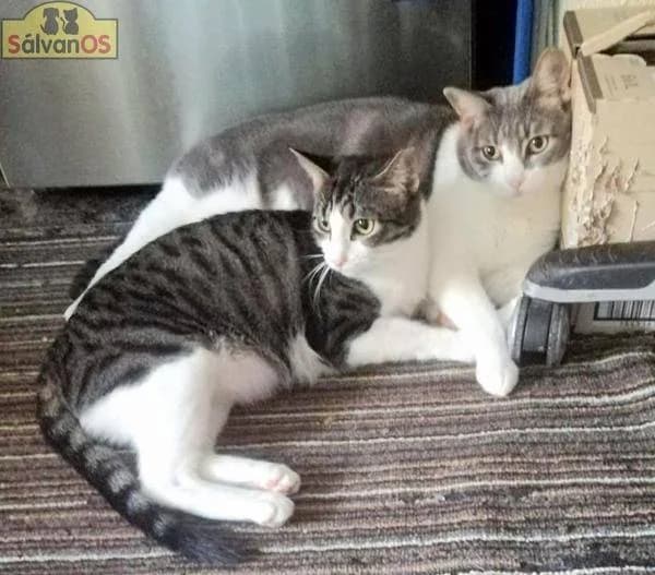 Dama & Mari, female young mixed breed for adoption at Aktion Tierisch Happy e.V.