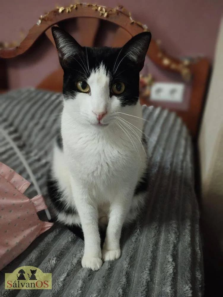 Bimbo Camada Tallante, male 5yo mixed breed for adoption at Aktion Tierisch Happy e.V.