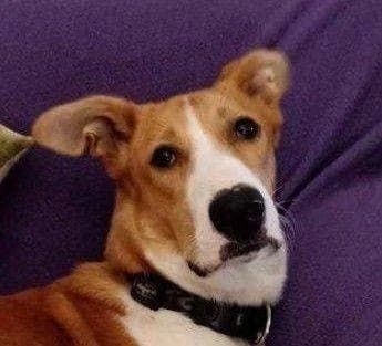 RIO, male puppy Mixed Breed for adoption at Aktion Tierisch Happy e.V.