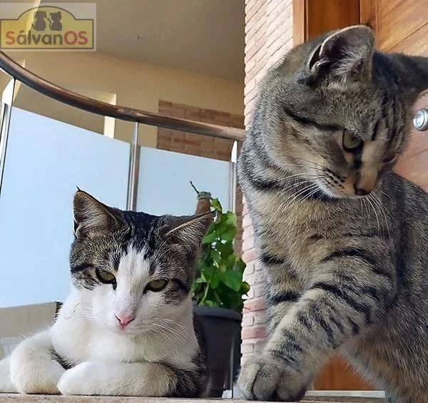 Junior & Tigrito, getigert male 5yo mixed breed for adoption at Aktion Tierisch Happy e.V.