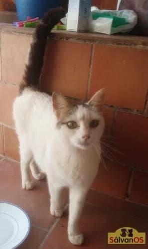 Clara, female Mixed Breed for adoption at Aktion Tierisch Happy e.V.