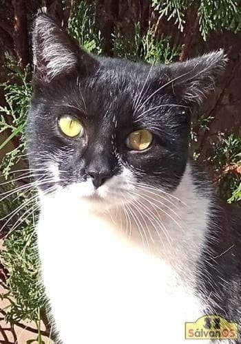 Dulce, female Mixed Breed for adoption at Aktion Tierisch Happy e.V.