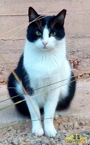 Chiquitito, male Mixed Breed for adoption at Aktion Tierisch Happy e.V.