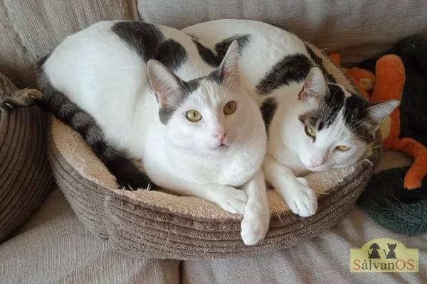 Lucky & Hardy, weiß male 3yo mixed breed for adoption at Aktion Tierisch Happy e.V.