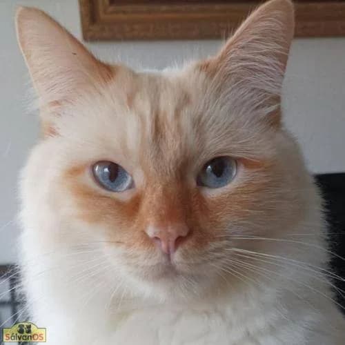 Neko, male 5yo mixed breed for adoption at Aktion Tierisch Happy e.V.