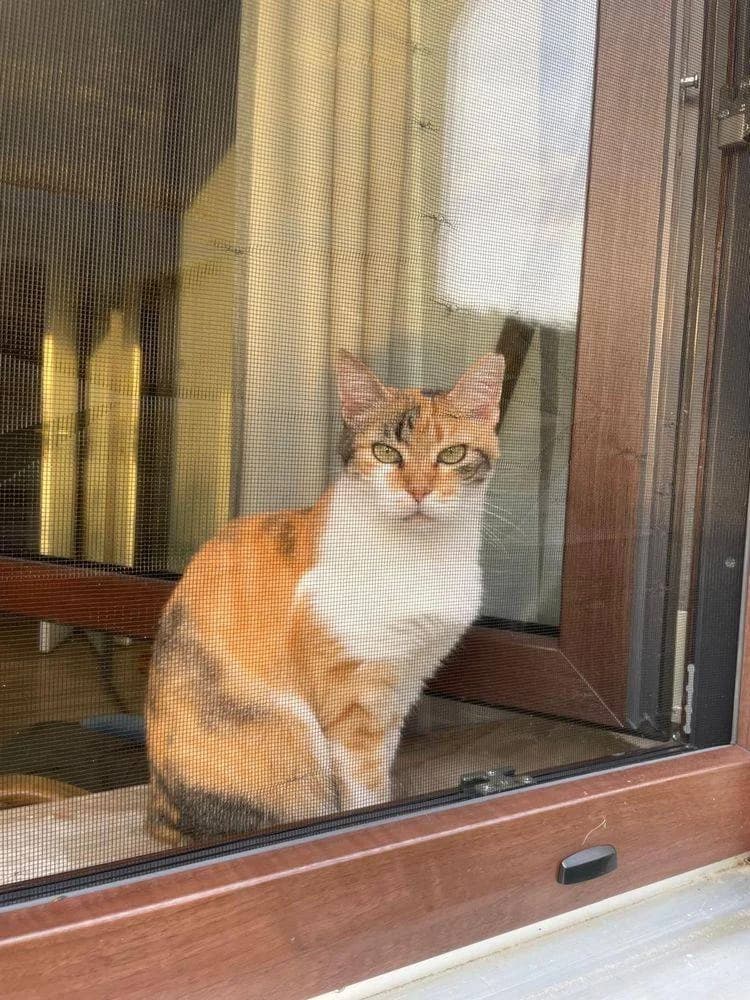 Katy, female senior mixed breed for adoption at Aktion Tierisch Happy e.V.