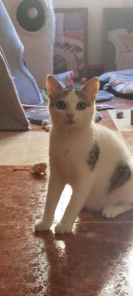 Vilma, female young mixed breed for adoption at Aktion Tierisch Happy e.V.