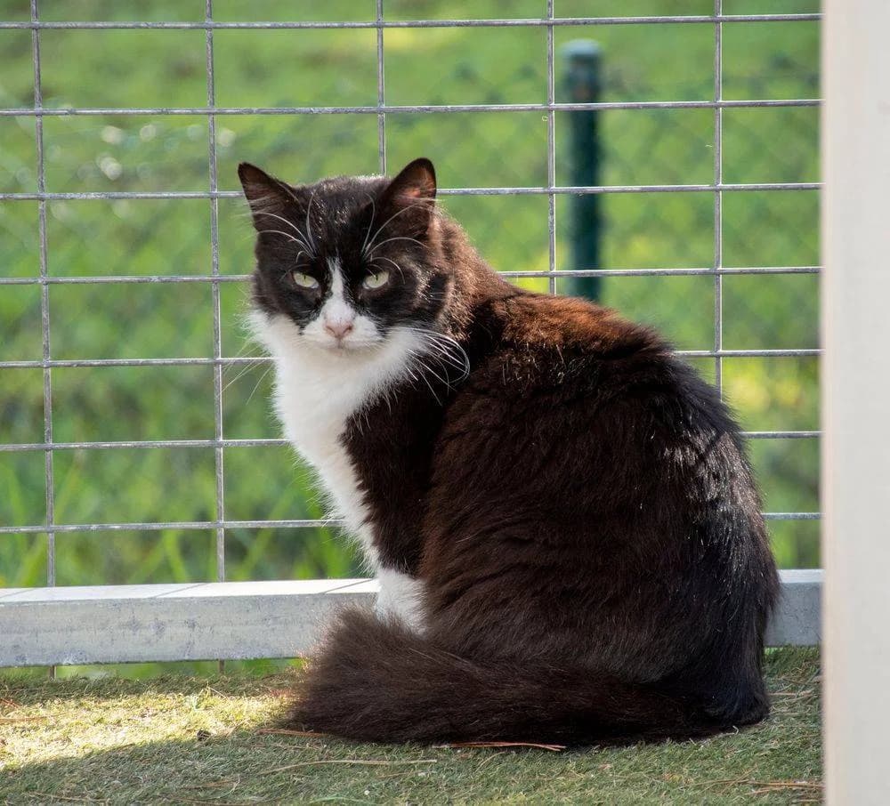 Pete, schwarz male 7yo mixed breed for adoption at Aktion Tierisch Happy e.V.