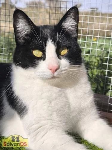 Bastet, female 3yo mixed breed for adoption at Aktion Tierisch Happy e.V.