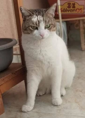 Venus, female 5yo mixed breed for adoption at Aktion Tierisch Happy e.V.