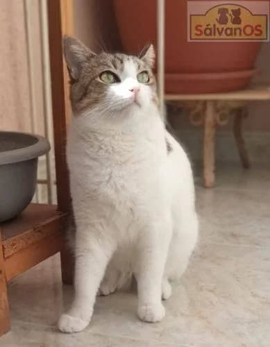 Venus, female mixed breed for adoption at Aktion Tierisch Happy e.V.