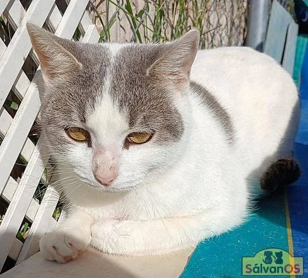 Lisa, female mixed breed for adoption at Aktion Tierisch Happy e.V.