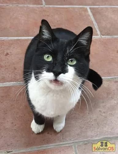 Paloma, female young mixed breed for adoption at Aktion Tierisch Happy e.V.