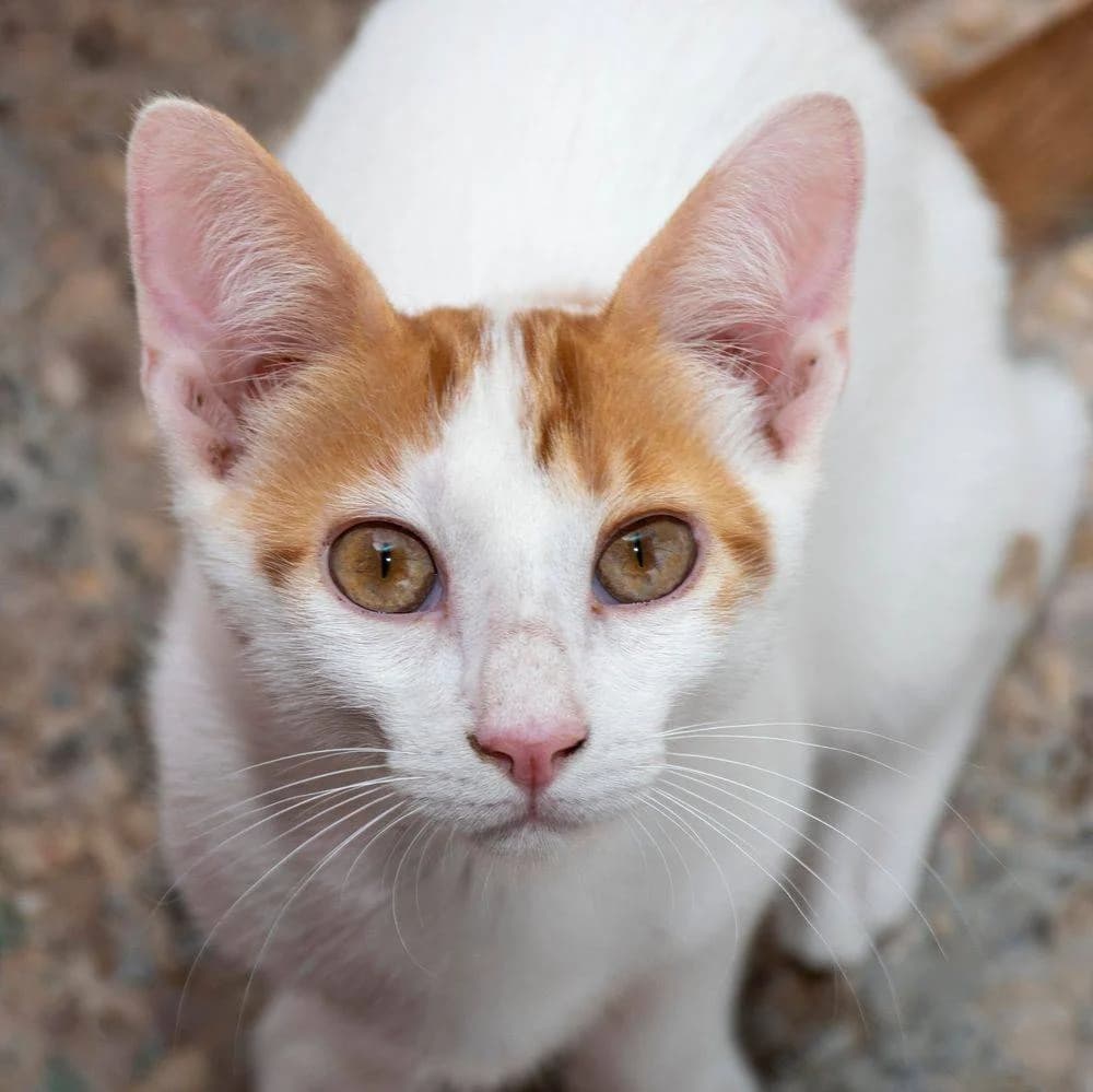 Minikinder, male Mixed Breed for adoption at Aktion Tierisch Happy e.V.