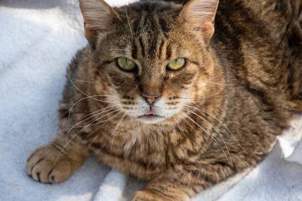 Valkiria, female senior mixed breed for adoption at Aktion Tierisch Happy e.V.