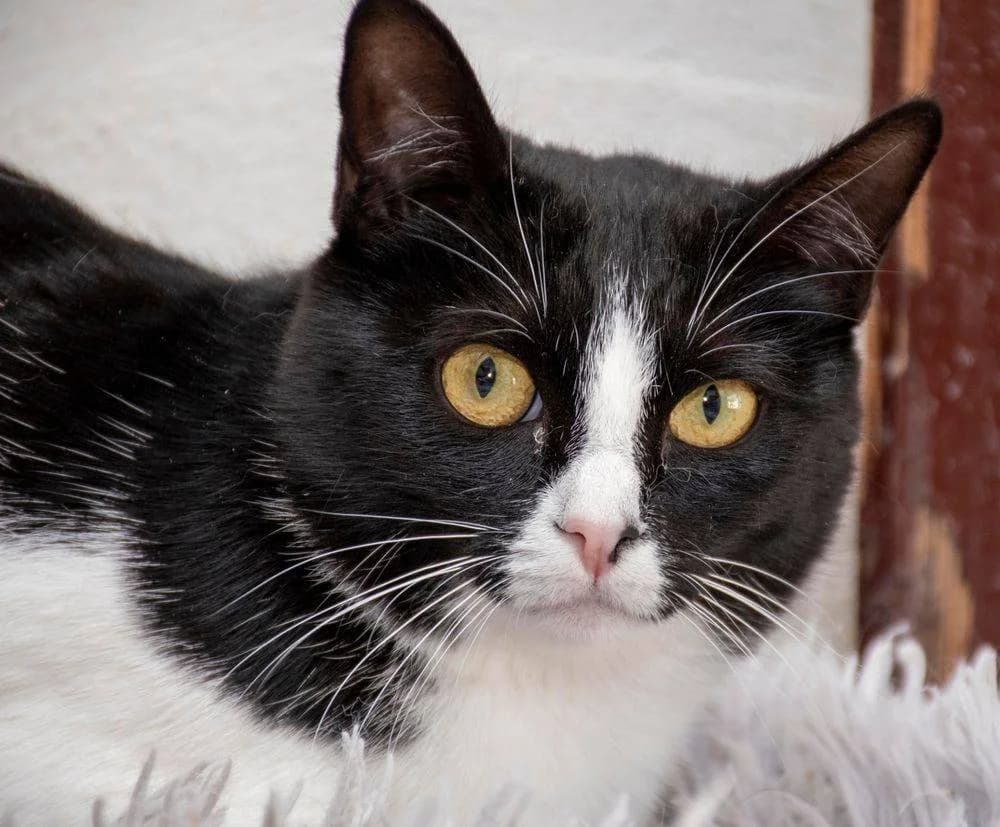 Biela & Bujia, female Mixed Breed for adoption at Aktion Tierisch Happy e.V.