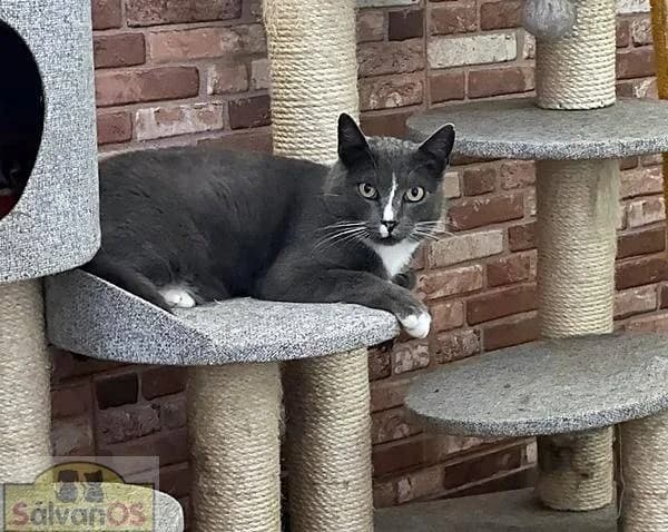 Tommy, male 5yo mixed breed for adoption at Aktion Tierisch Happy e.V.