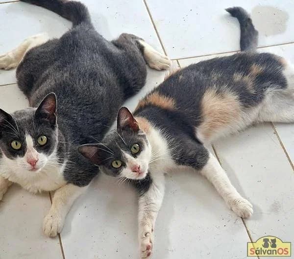 Tule & Tuna, grau female 5yo mixed breed for adoption at Aktion Tierisch Happy e.V.