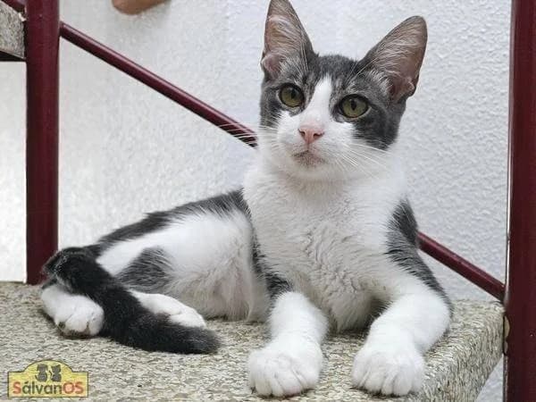 Julius, grau male puppy mixed breed for adoption at Aktion Tierisch Happy e.V.