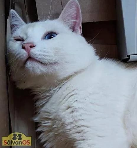 Nieve, male 5yo mixed breed for adoption at Aktion Tierisch Happy e.V.