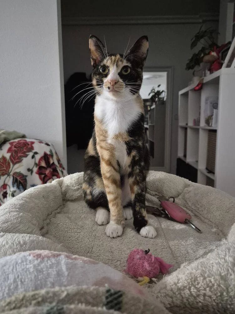 Casi, female puppy mixed breed for adoption at Aktion Tierisch Happy e.V.