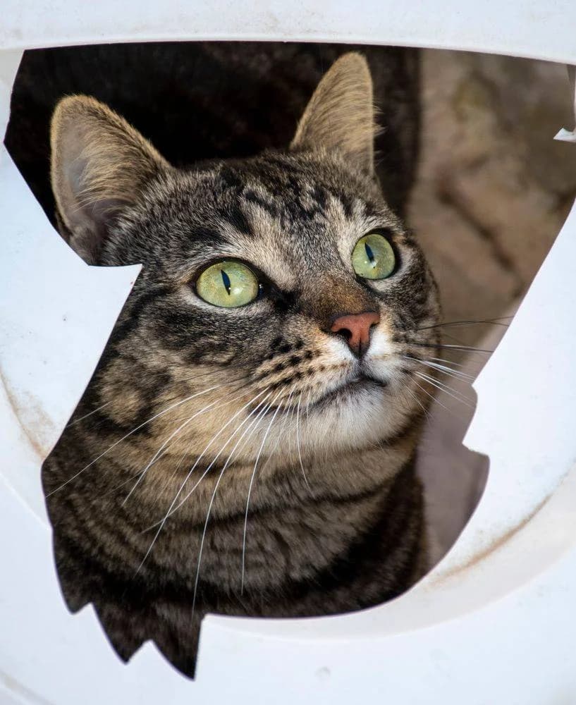 Mariano, male 5yo mixed breed for adoption at Aktion Tierisch Happy e.V.