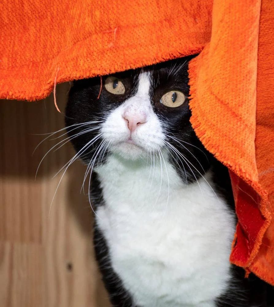 Oreo, male 3yo mixed breed for adoption at Aktion Tierisch Happy e.V.
