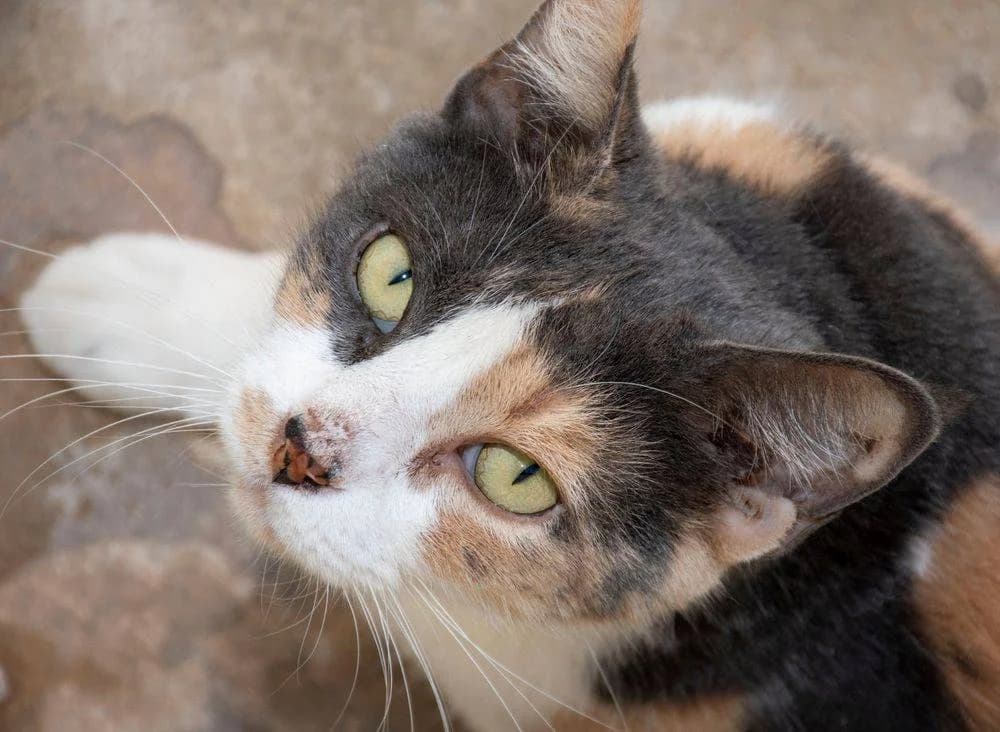 Moka, female 5yo mixed breed for adoption at Aktion Tierisch Happy e.V.