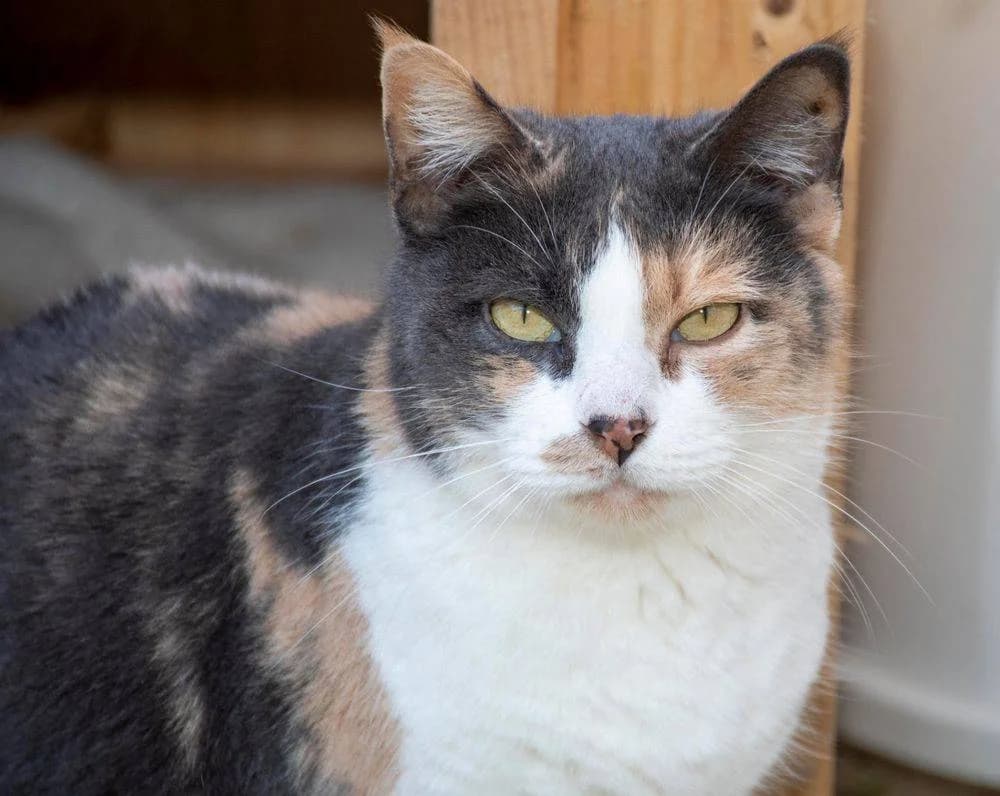 Moka, female 5yo mixed breed for adoption at Aktion Tierisch Happy e.V.