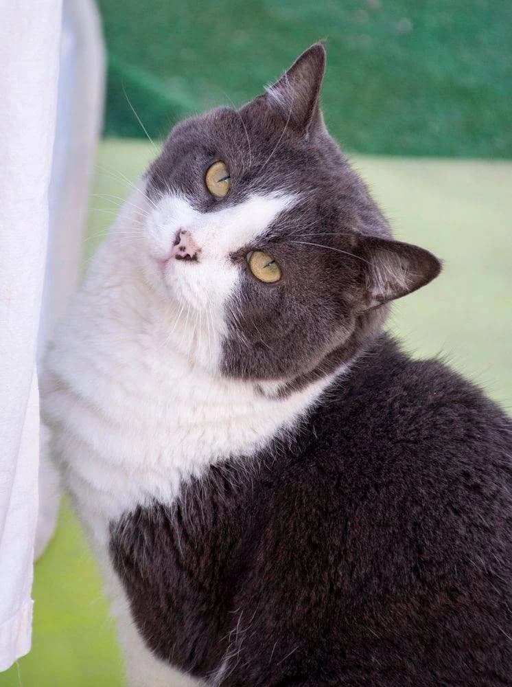 Angel, male 6yo mixed breed for adoption at Aktion Tierisch Happy e.V.