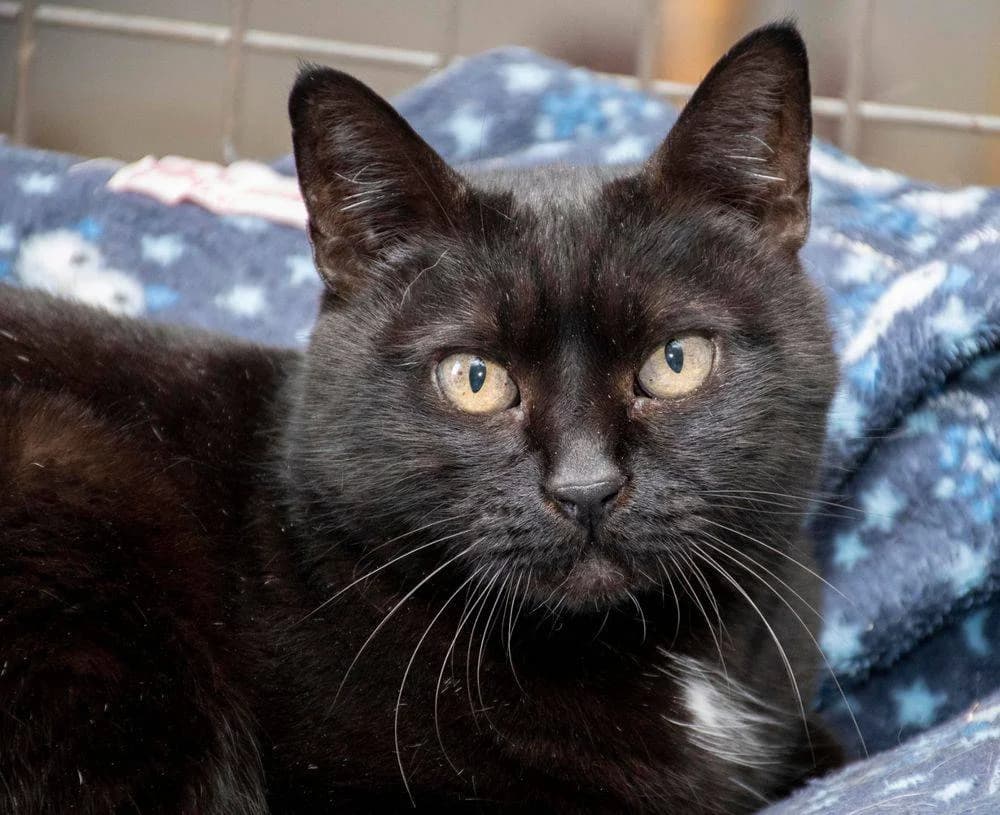 Negrita, female 3yo mixed breed for adoption at Aktion Tierisch Happy e.V.