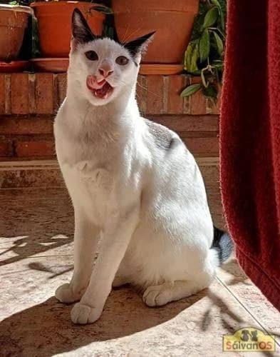 Rama, male 5yo mixed breed for adoption at Aktion Tierisch Happy e.V.