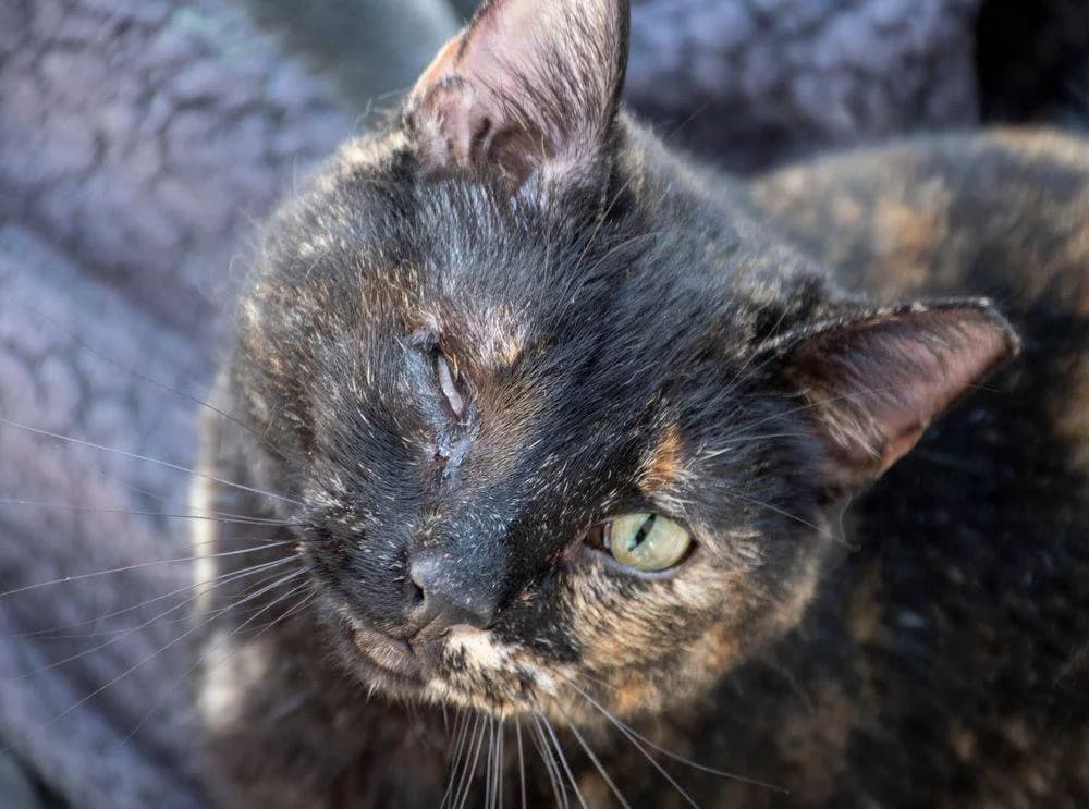 Gioconda, female mixed breed for adoption at Aktion Tierisch Happy e.V.