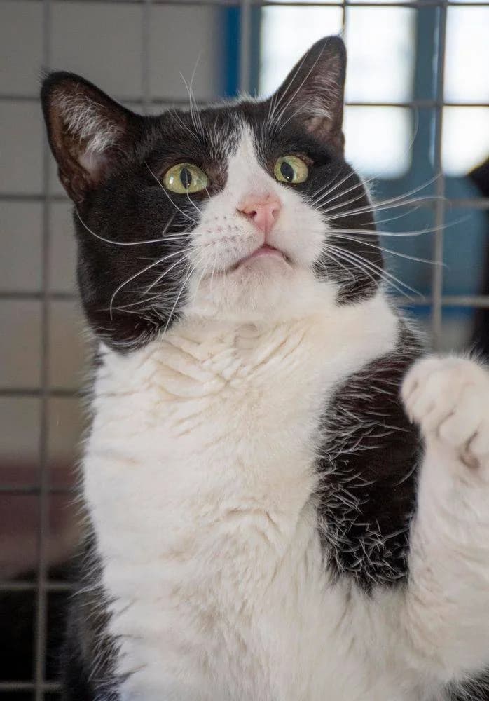 Tifón, male European Shorthair for adoption at Aktion Tierisch Happy e.V.