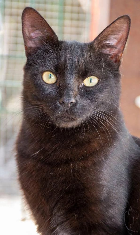 Primavera, female Mixed Breed for adoption at Aktion Tierisch Happy e.V.