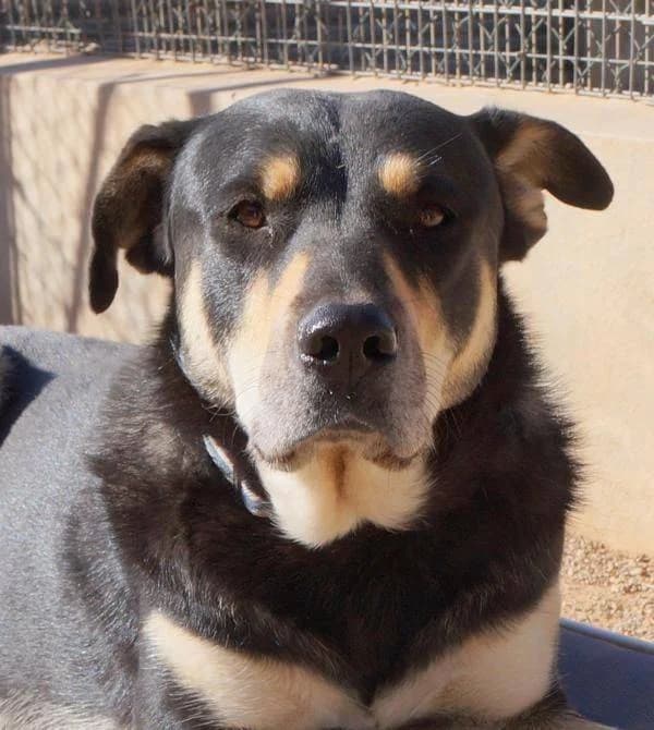 Sayaka, female young Mixed Breed for adoption at Aktion Tierisch Happy e.V.