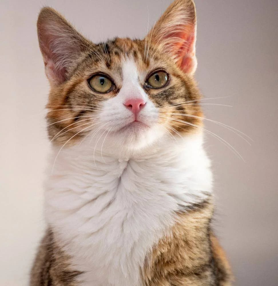Befana, female senior mixed breed for adoption at Aktion Tierisch Happy e.V.