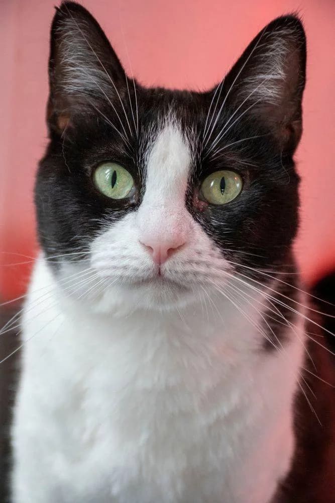 Gala, female young European Shorthair for adoption at Aktion Tierisch Happy e.V.