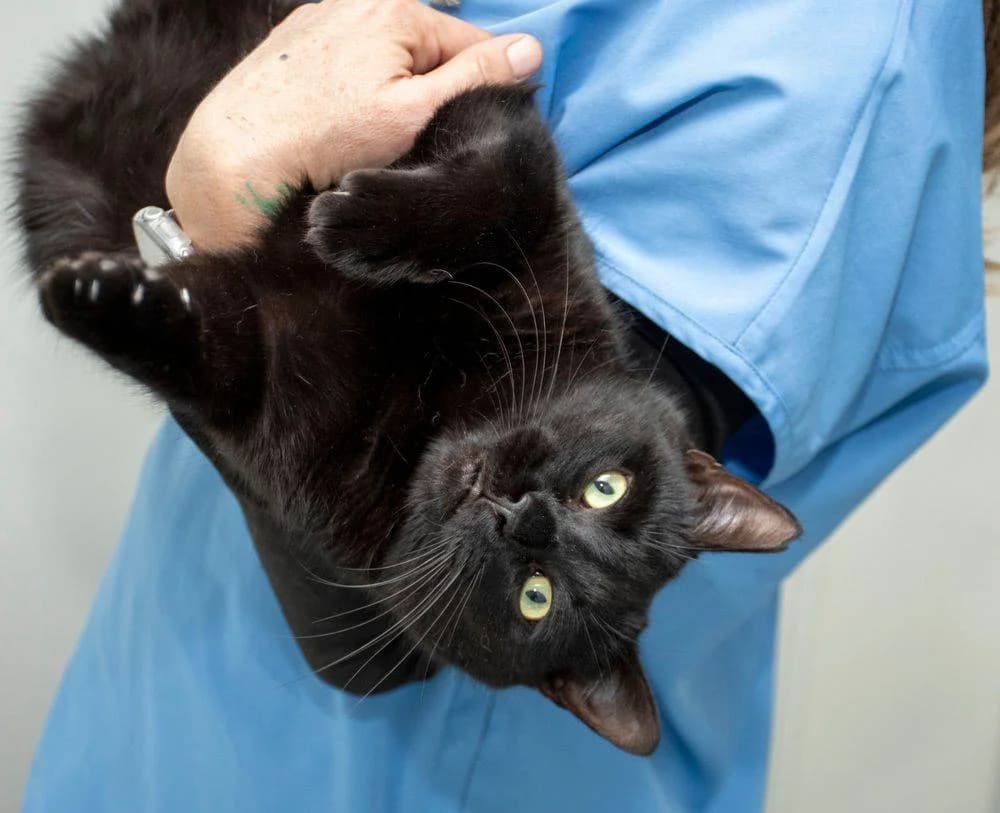 Nicky, male 3yo European Shorthair for adoption at Aktion Tierisch Happy e.V.