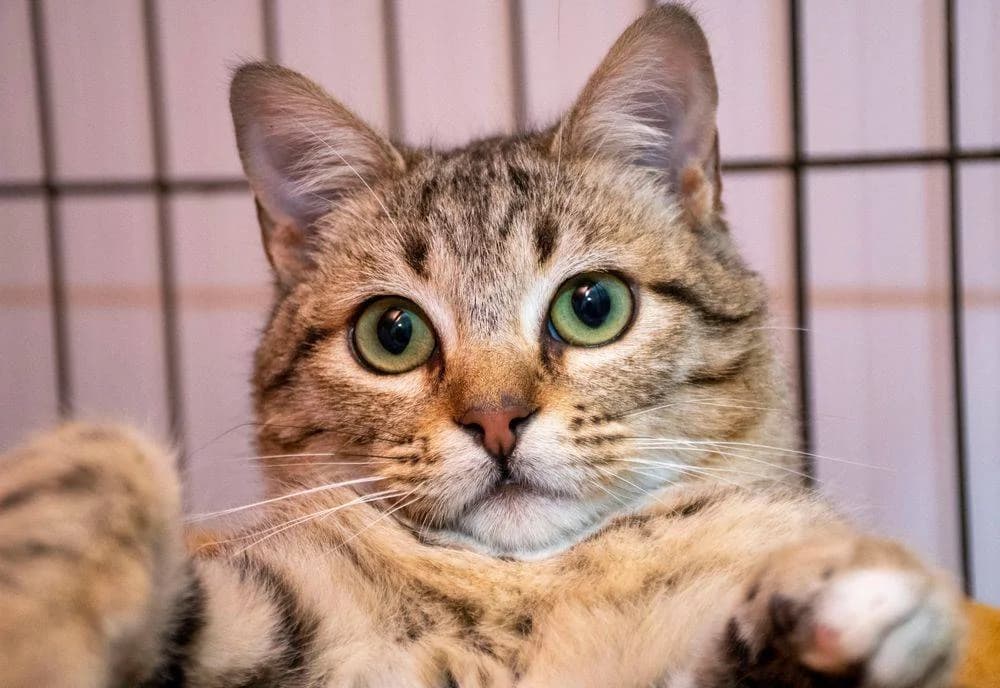 Escuchimi, male senior European Shorthair for adoption at Aktion Tierisch Happy e.V.