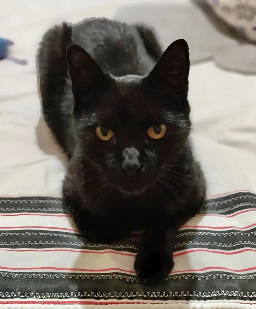 Mongly, male senior European Shorthair for adoption at Aktion Tierisch Happy e.V.