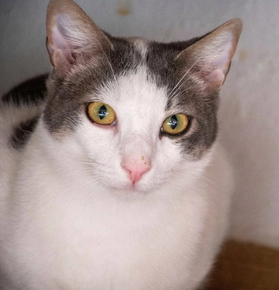 Monchi, male Mixed Breed for adoption at Aktion Tierisch Happy e.V.