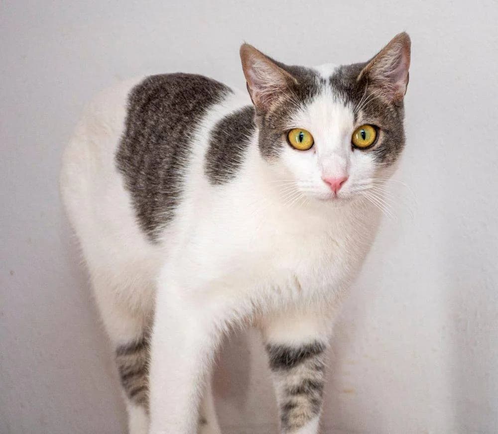 Monchi, male Mixed Breed for adoption at Aktion Tierisch Happy e.V.