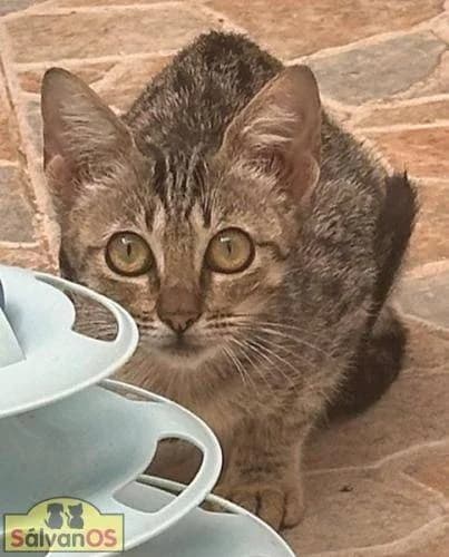 Chai, female senior European Shorthair for adoption at Aktion Tierisch Happy e.V.