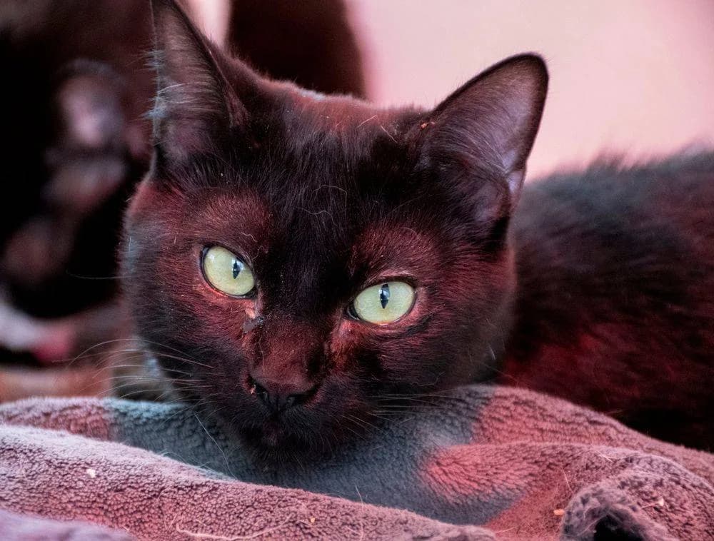 Persephone, female Mixed Breed for adoption at Aktion Tierisch Happy e.V.