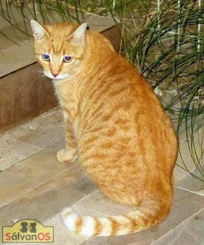 Amarillita, female 5yo mixed breed for adoption at Aktion Tierisch Happy e.V.