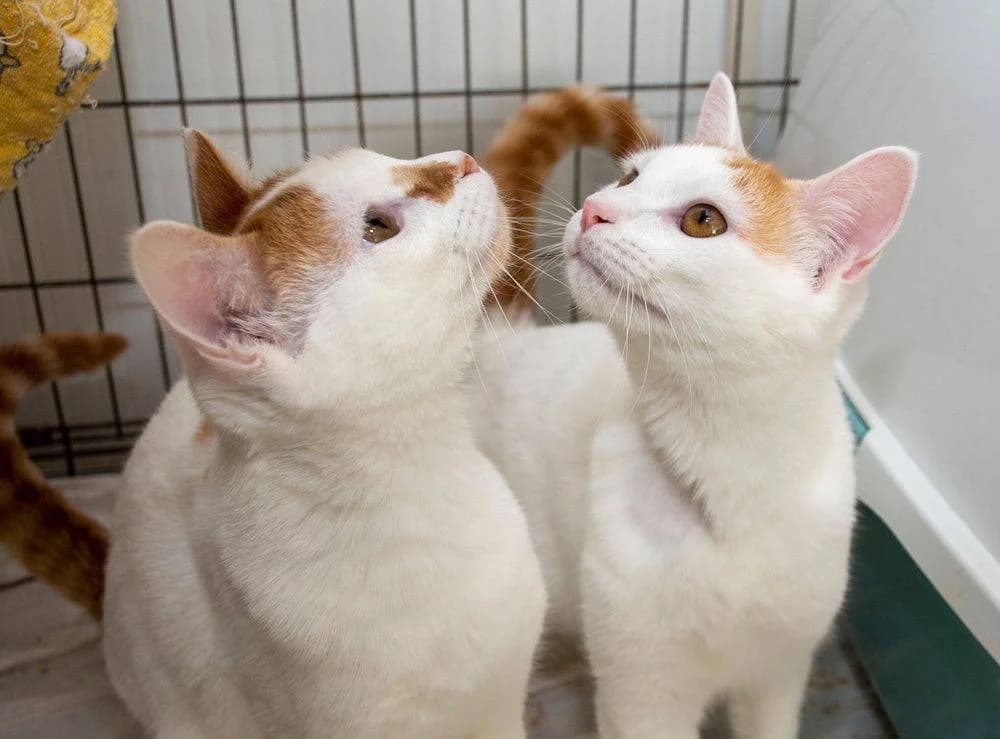 Castano & Cacahuete, male Mixed Breed for adoption at Aktion Tierisch Happy e.V.