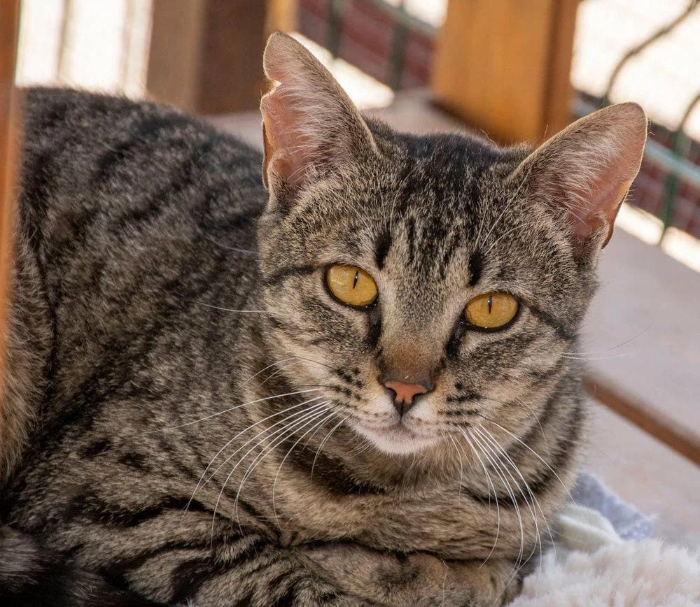 Encarnita, female Mixed Breed for adoption at Aktion Tierisch Happy e.V.