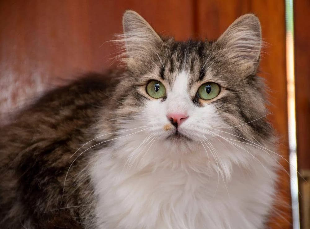 Flecos, male 5yo mixed breed for adoption at Aktion Tierisch Happy e.V.